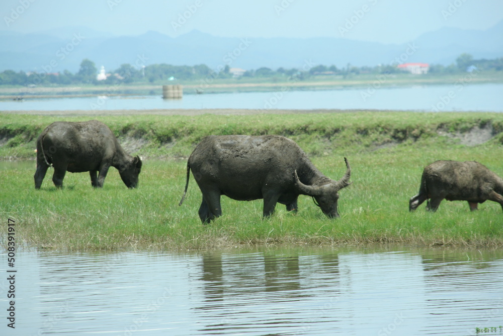 Fototapeta premium Buffalos are eating grass beside mash in Thailand. Body of buffalo are dirty, dry clay on back.