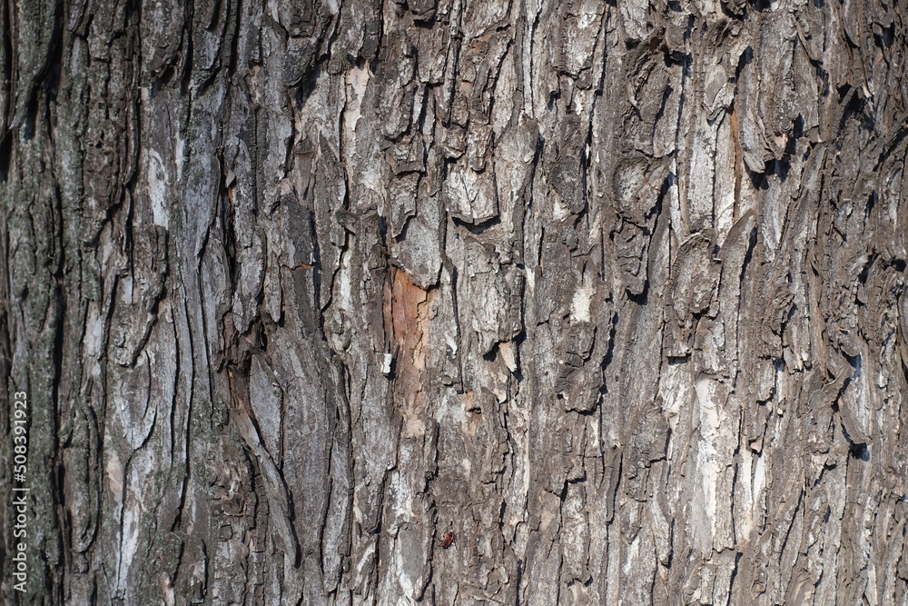 Fototapeta premium Background - dry bark of sycamore maple tree