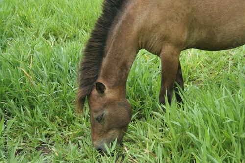 Brown horse is eating green grass on land in field.