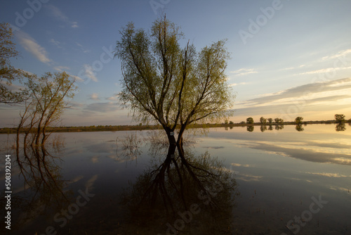 reflection of trees in water