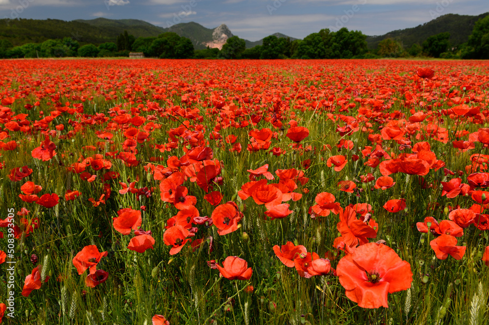 Un champ de coquelicots rouge en gros plan dans le paysage de la provence