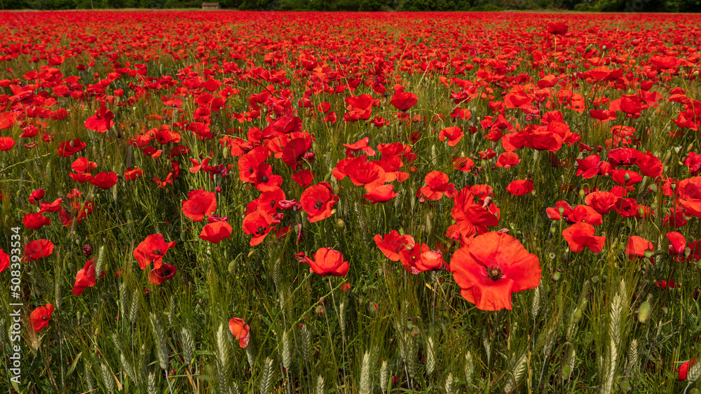 Obraz premium Un champ de coquelicots treès rouge avec les fleurs en gros plan au format panoramique en provence dans le sud de la France.