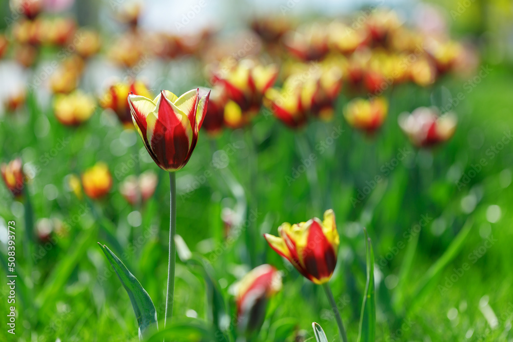 Fototapeta premium tulip flowers. plants in the city flower beds summer mood. bright colors close-up