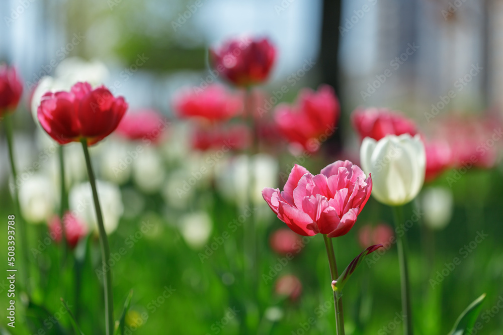 Fototapeta premium tulip flowers. plants in the city flower beds summer mood. bright colors close-up