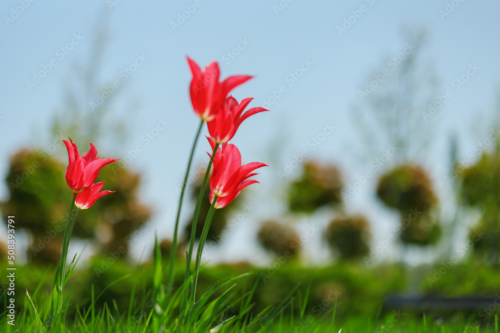 tulip flowers. plants in the city flower beds summer mood. bright colors close-up tulip flowers. plants in the city flower beds summer mood. bright colors close-up