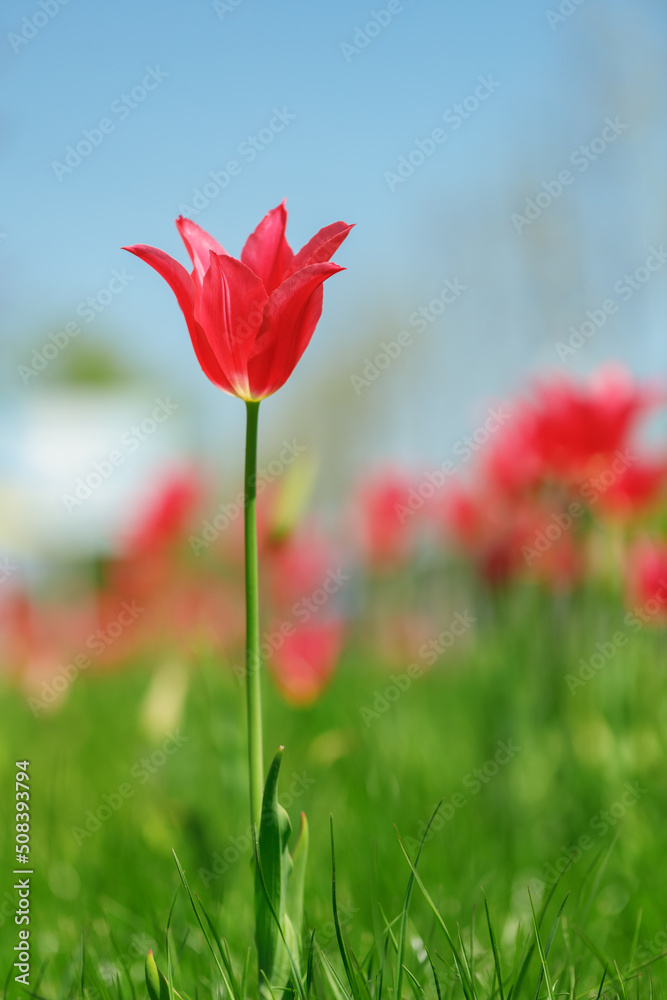 Obraz premium tulip flowers. plants in the city flower beds summer mood. bright colors close-up