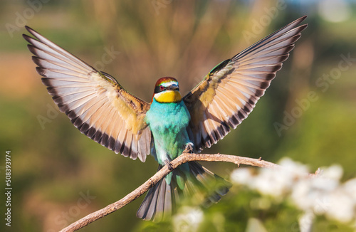 beautiful bee-eater bird opened its wings