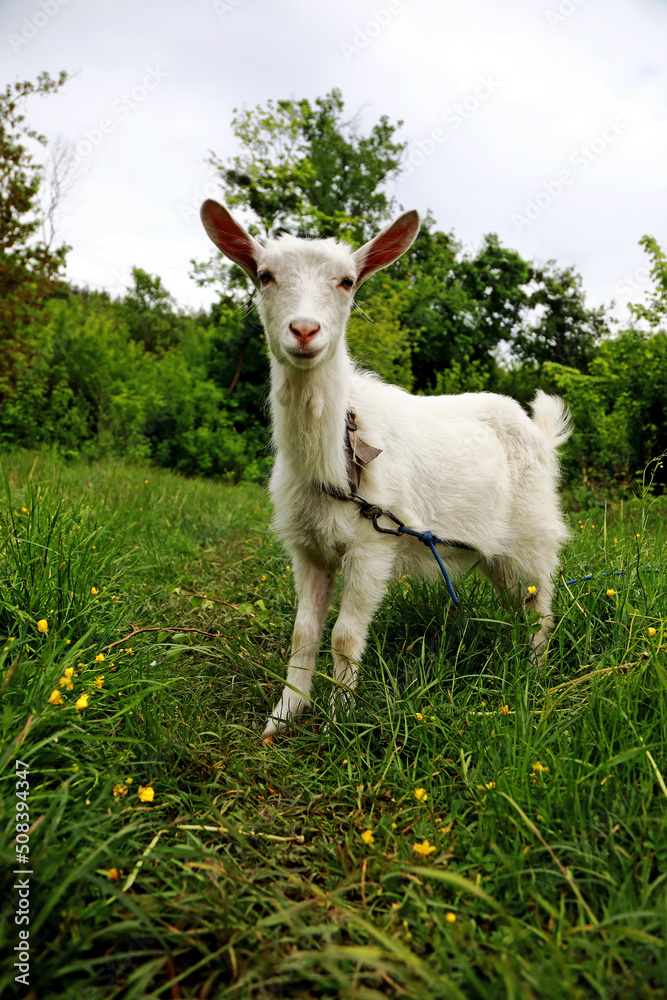 goats graze in the field