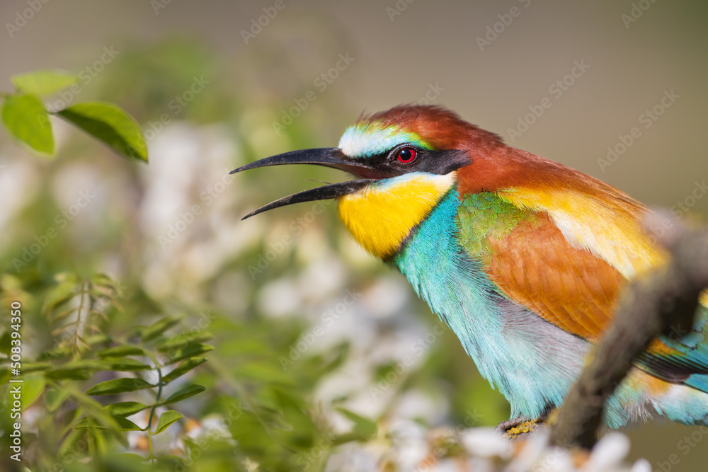 beautiful bird looking at the camera with a smile beautiful bird looking at the camera with a smile
