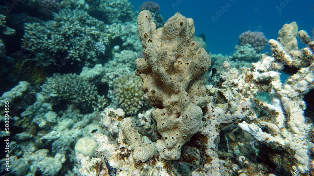Beautiful coral reefs of the Red Sea.


