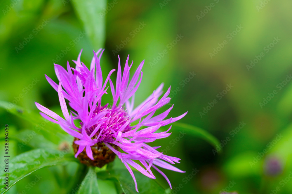 Close-up of a flowering cornflower in a meadow in the spring. Close-up of a flowering cornflower in a meadow in the spring.