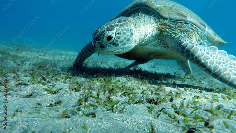 Fototapeta premium Big Green turtle on the reefs of the Red Sea.