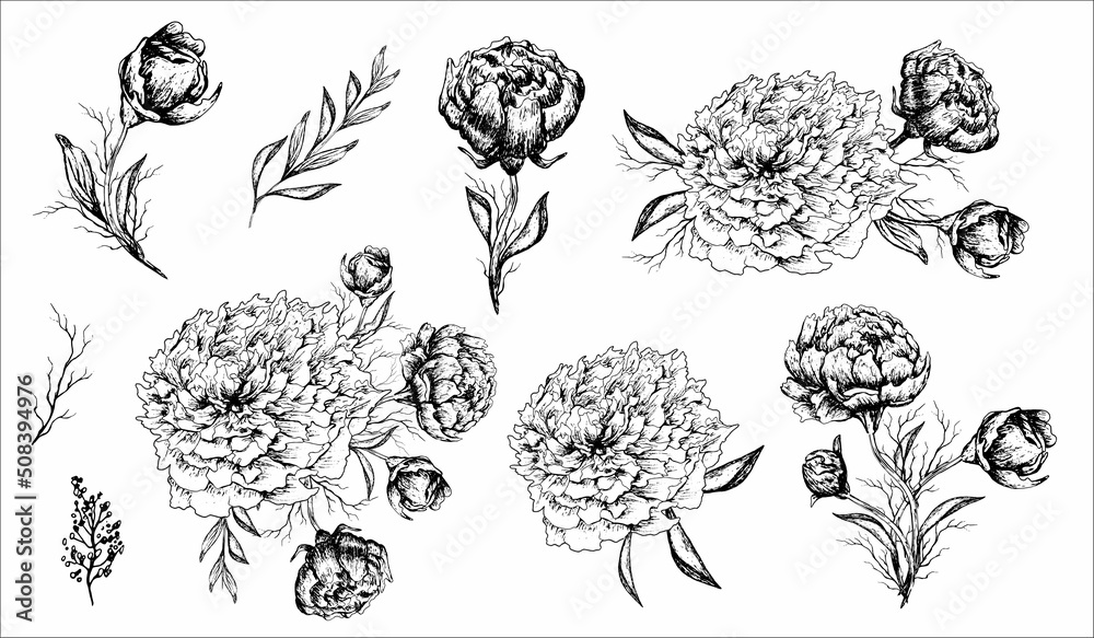 modern flowers, in monochrome. a branch of a peony. hand-drawn bouquets in a realistic style. isolated element for print, banner, invitation, postcard. art vintage style. vector illustration
