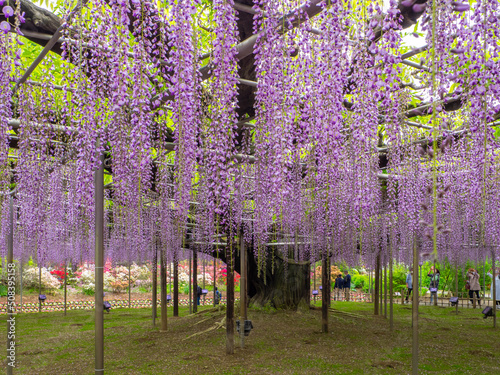 Japanese wisteria trellis (Ashikaga, Tochigi, Japan) photo