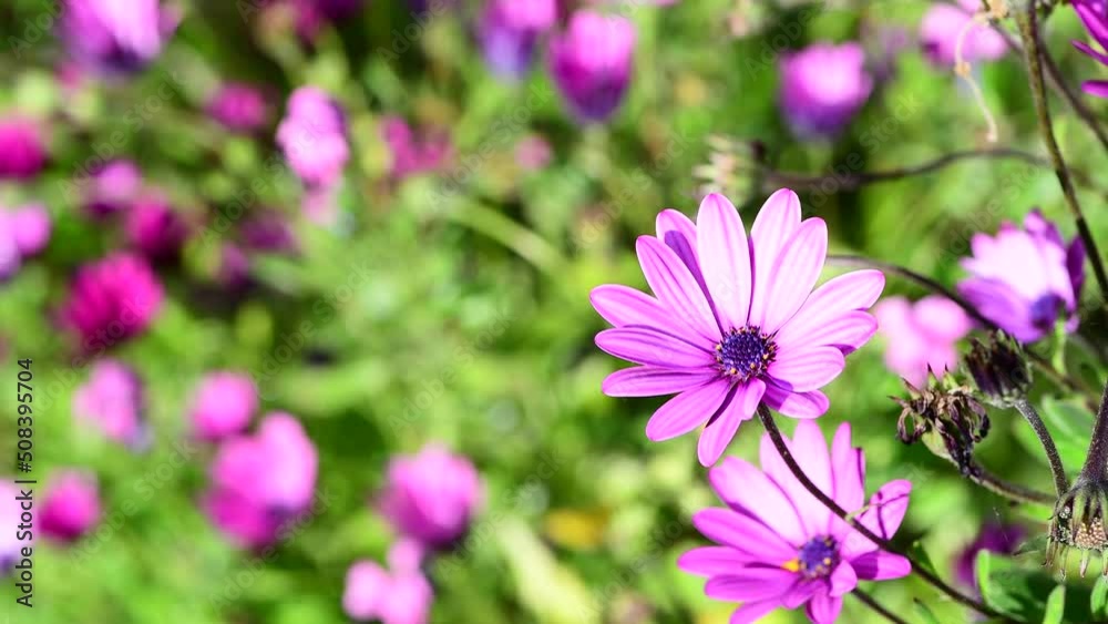 White Pink Daisy flower, garden in Corsica, France, Europe.
4k video with copy space White Pink Daisy flower, garden in Corsica, France, Europe.
4k video with copy space
