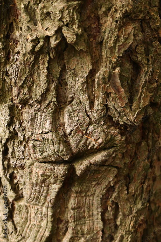 the surface of the tree resembling the face, the bark of a tree the surface of the tree resembling the face, the bark of a tree