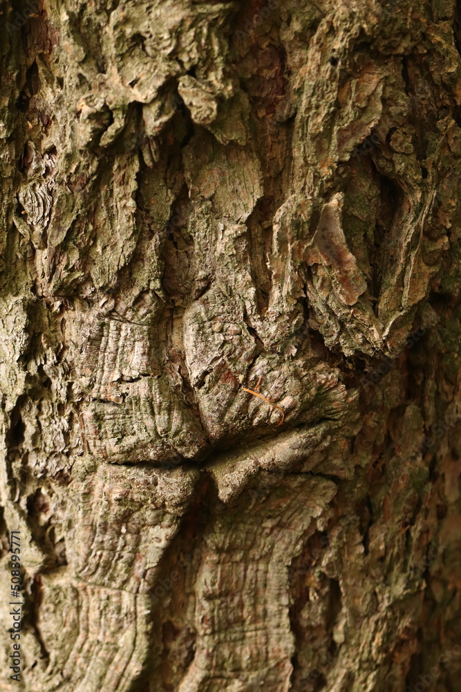 the surface of the tree resembling the face, the bark of a tree