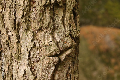 the surface of the tree resembling the face  the bark of a tree