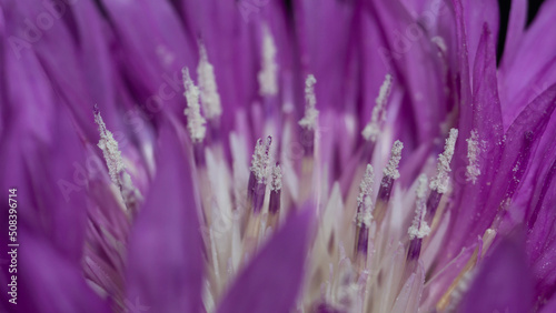 close up of purple flower background 