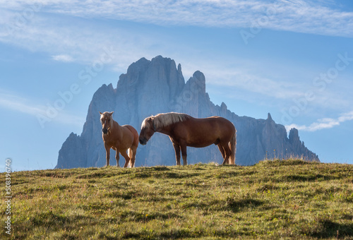 Obraz na plátně Horses at Alpe di Siusi in the Italian Dolomites