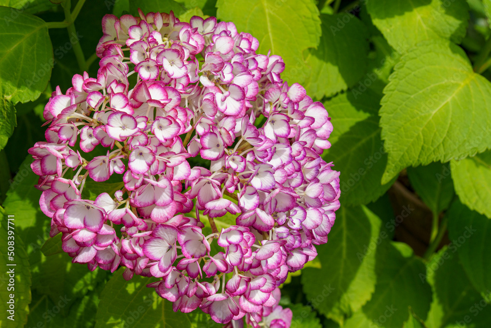 きれいな紫陽花 きれいな紫陽花