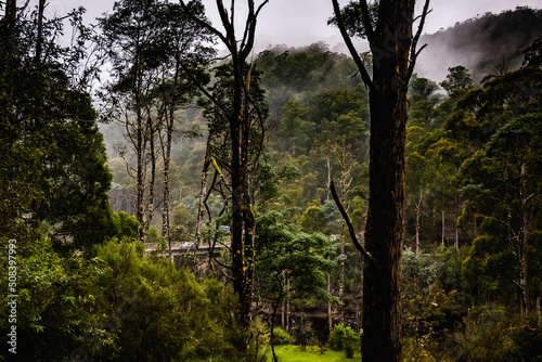 fog through the trees at Cethana Tasmania  