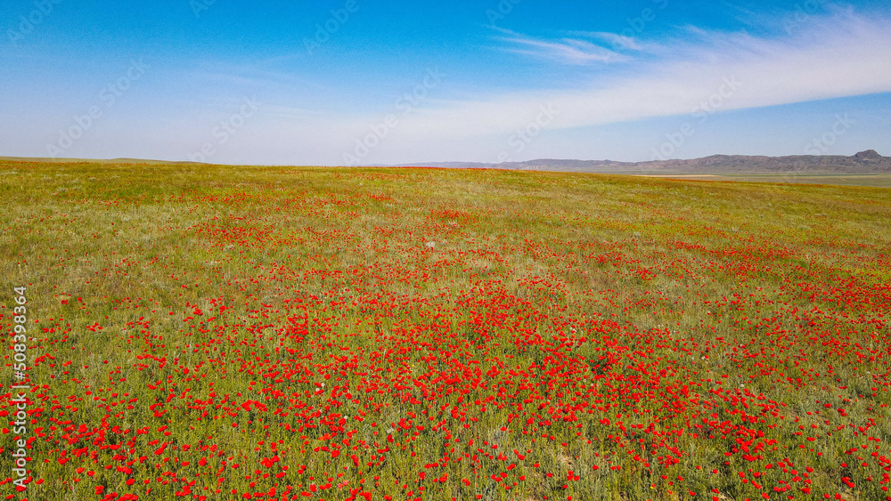 poppy field in the field