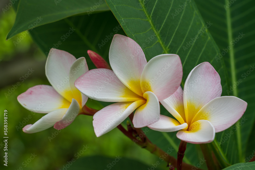 Closeup view of fresh and delicate pink white and yellow fragrant flowers of frangipani aka plumeria tropical tree isolated on natural outdoor background in garden