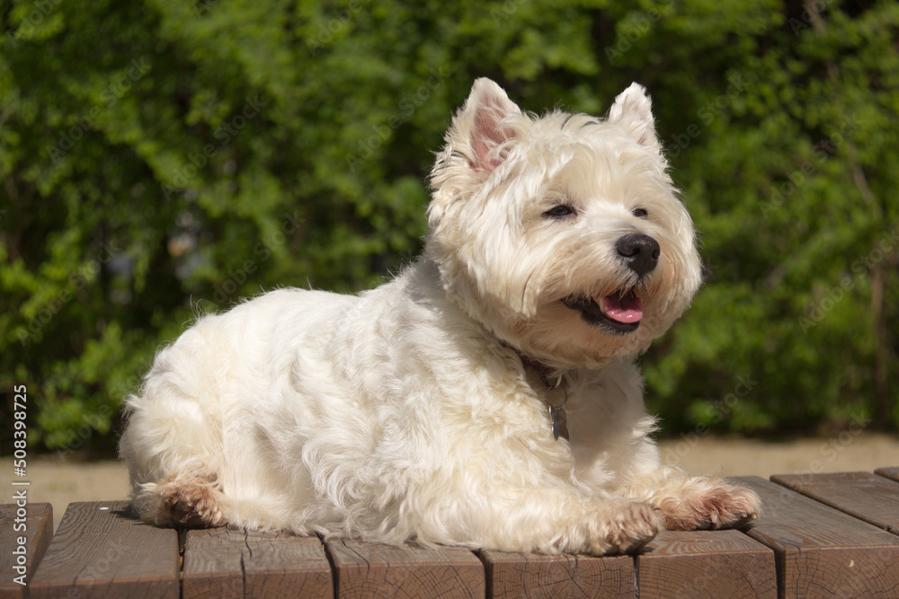 Selected focus. West highland white terrier dog on green background
