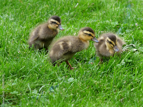 Chick ducklings in a private garden of a private home © Martin