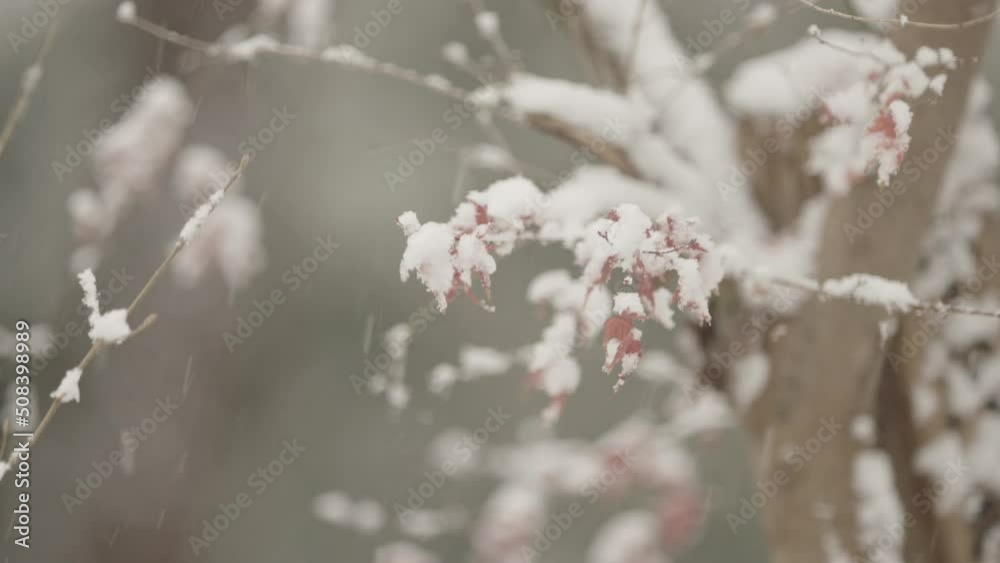 Fall ends, winter begins, snow lie on autumn burgundy leaves Fall ends, winter begins, snow lie on autumn burgundy leaves