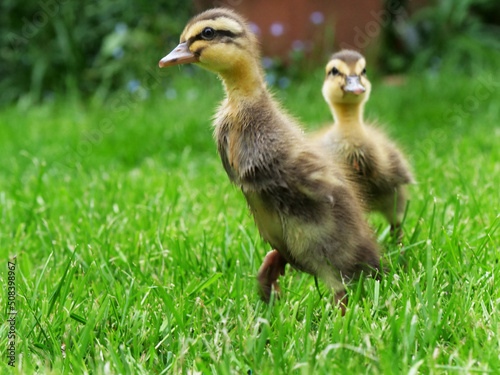 Chick ducklings in a private garden of a private home