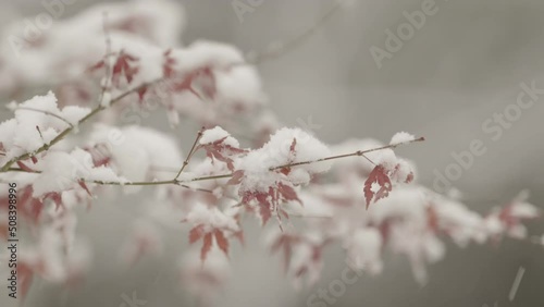 Fall ends, winter begins, autumn leaves that snow fall on are moving