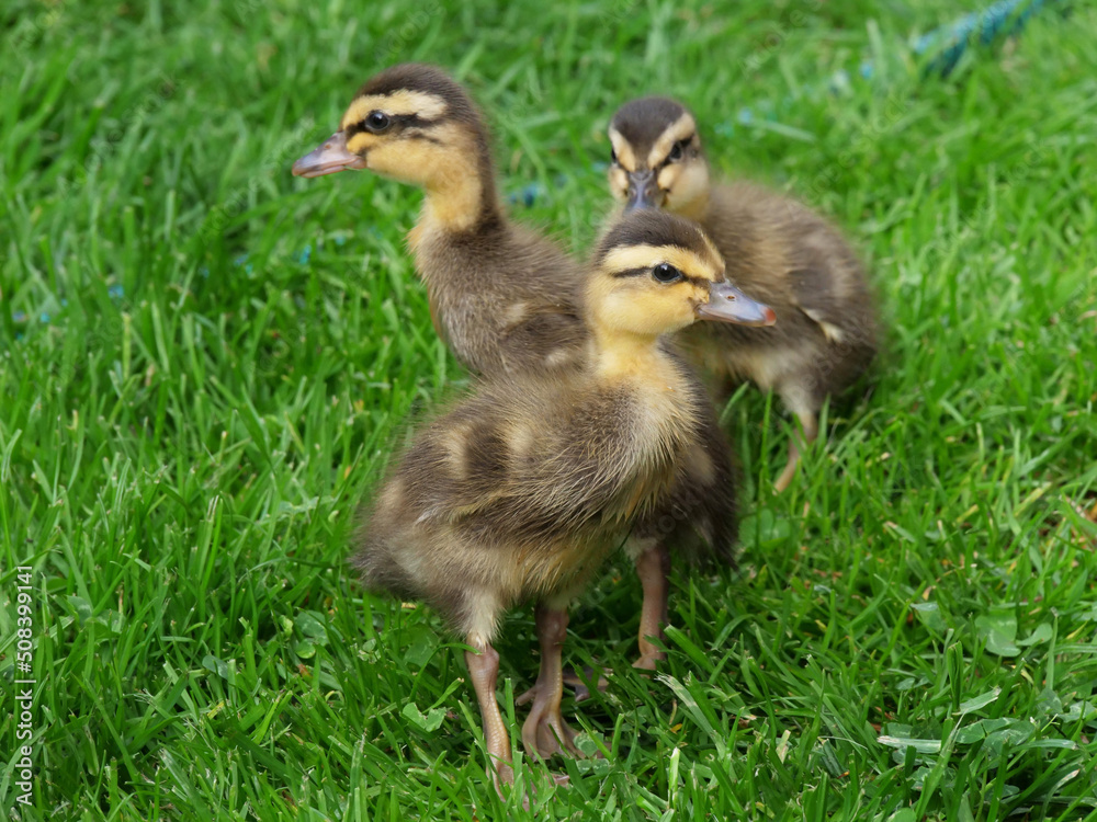 Chick ducklings in a private garden of a private home Chick ducklings in a private garden of a private home