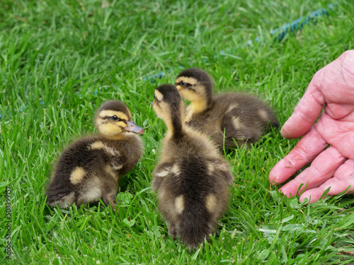 Chick ducklings in a private garden of a private home © Martin