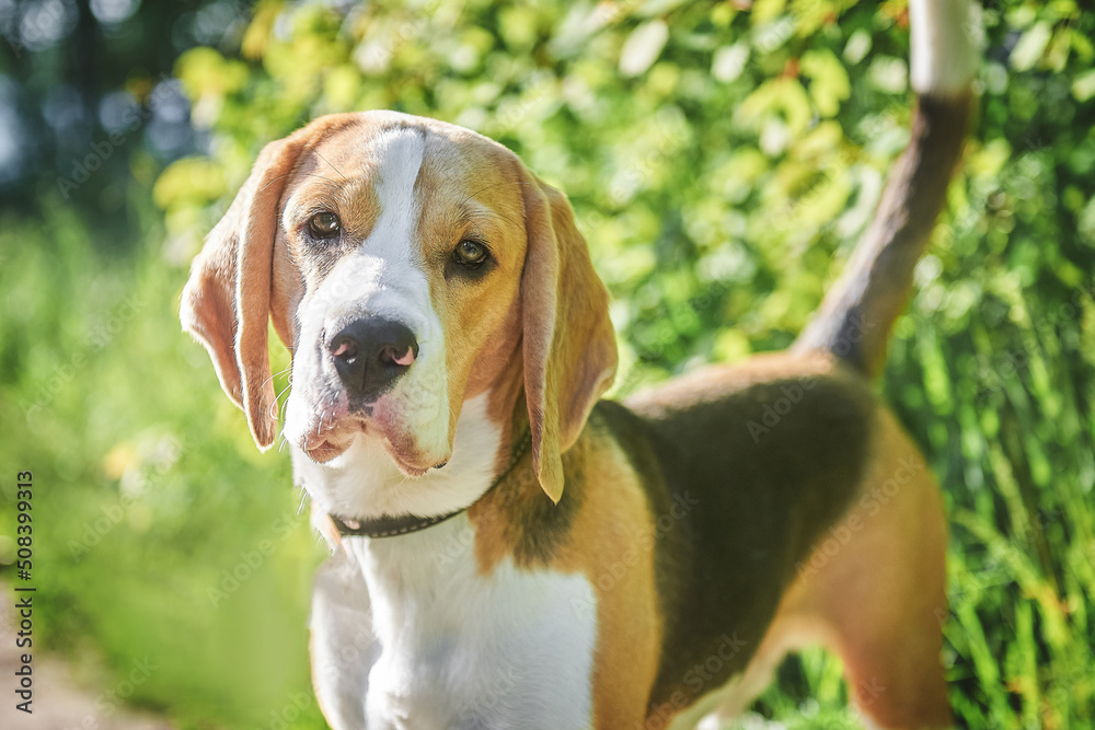 Portrait of a cute beagle dog on the lawn