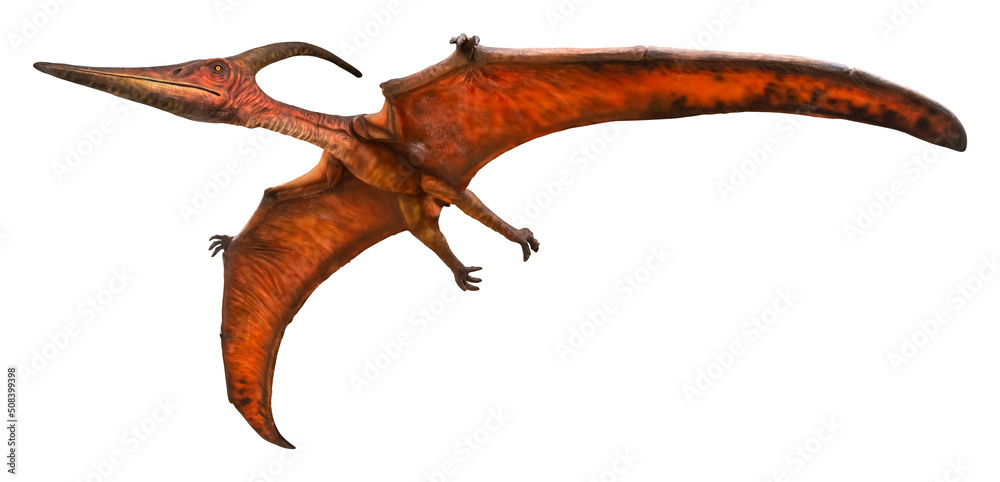 Naklejka premium Pteranodon is flying. Pteranodon is a genus of Pterosaur and lived during the late Cretaceous period. Pteranodon isolated on white background with a clipping path.