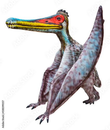 Cearadactylus is a genus of large anhanguerid pterodactyloid pterosaurs from the Early Cretaceous period. Cearadactylus is isolated on a white background with a clipping path. photo
