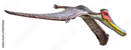 Cearadactylus is a genus of large anhanguerid pterodactyloid pterosaurs from the Early Cretaceous period. Cearadactylus is isolated on a white background with a clipping path. photo