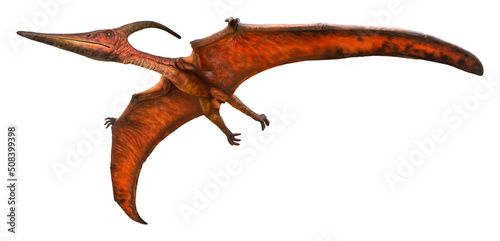 Fotobehang Pteranodon is flying