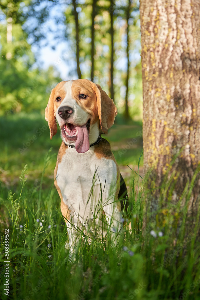 Beagle breed dog close-up, dog portrait