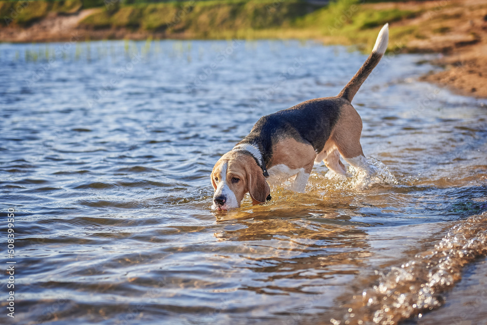 The beagle runs along the beach at sunset, the dog near the pond