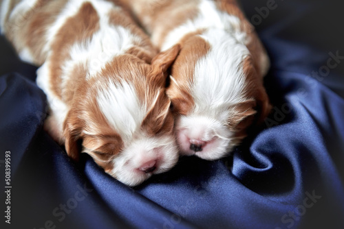 Two blenheim cavalier king charles spaniel puppies hugging, copy space