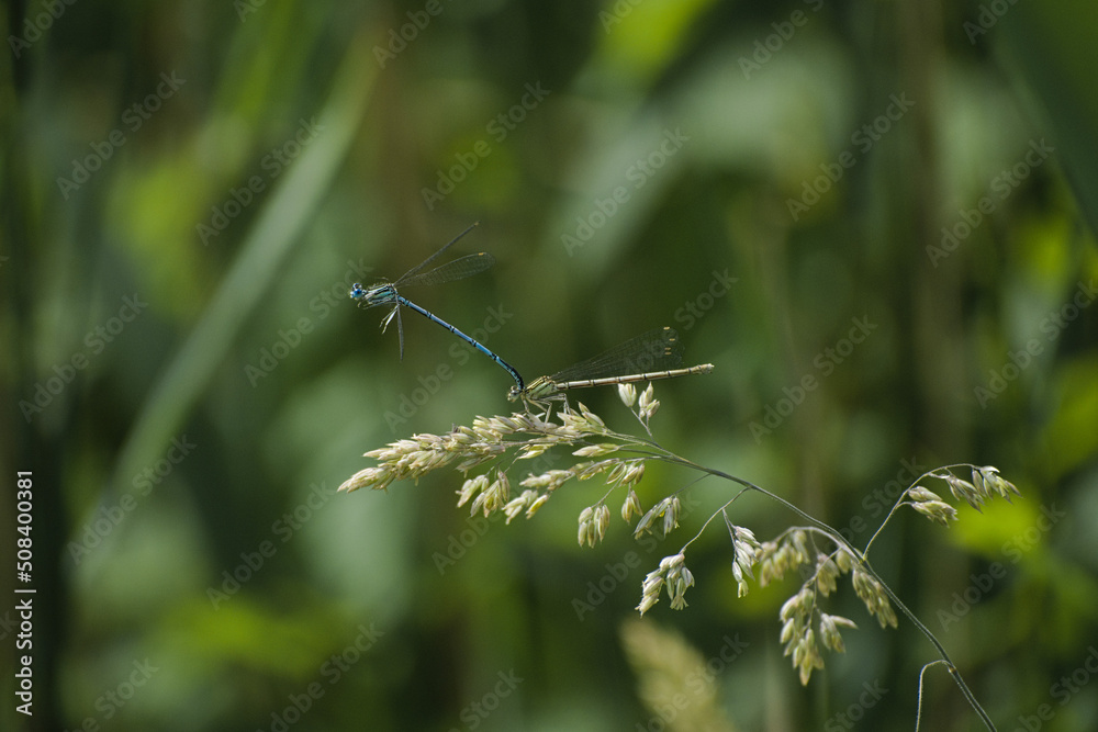 Dragonfly towing service