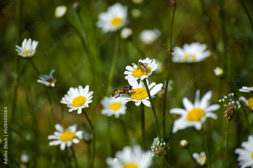 Hover fly hovering on daisies Hover fly hovering on daisies