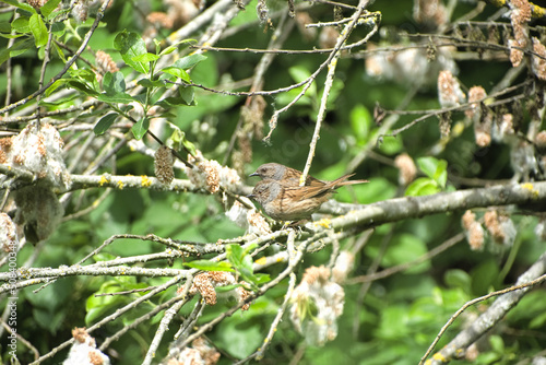 Male & female bird