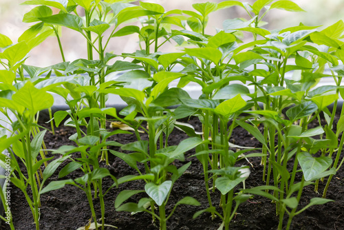 Bell pepper seedlings after germinating seeds in ground close-up