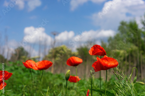 Red poppies among green herbs against a blue sky with white clouds. Summer scene, red wild flowers