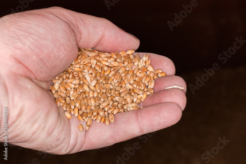 Handful of freshly harvested threshed winter wheat on dark background