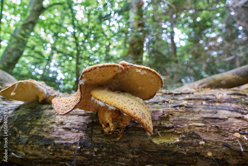 Cerioporus squamosus (dryad's saddle and pheasant's back mushroom) on an old forest snag. Edible tree fungus in natural environment